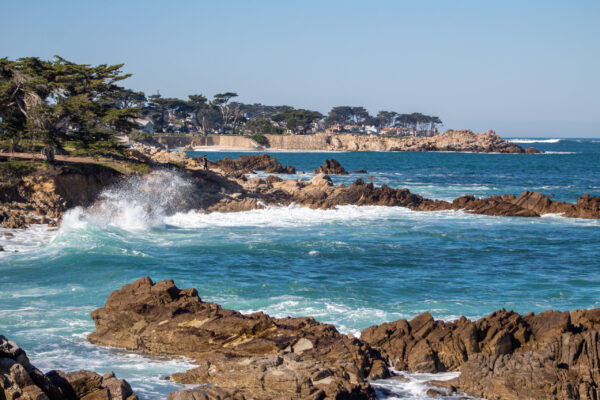 Monarch Butterfly Pacific Grove California